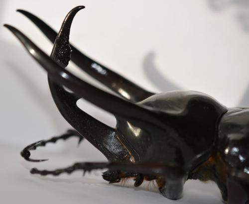 Réf. 273 643 : Chalcosoma chiron
